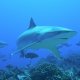 30- Requin Tapete sur le recif d'Avatoru 